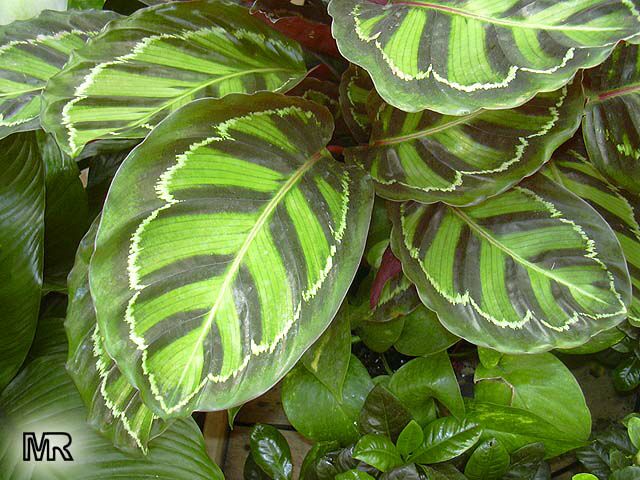 کالاتیا رزپیکتا